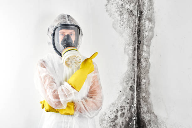 Water damage restoration mold remediation